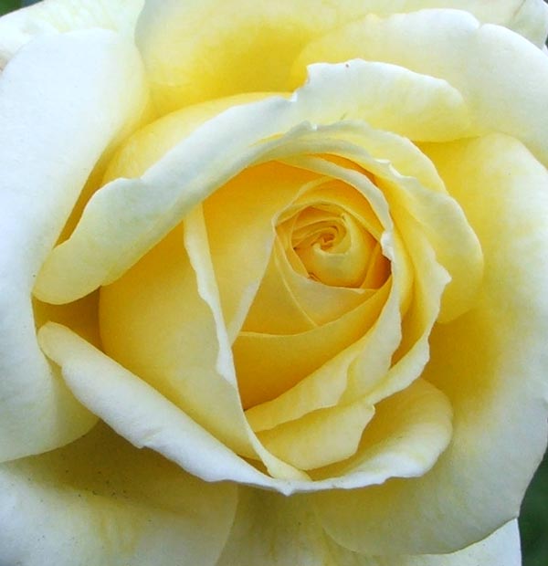 lemon-rose-flower